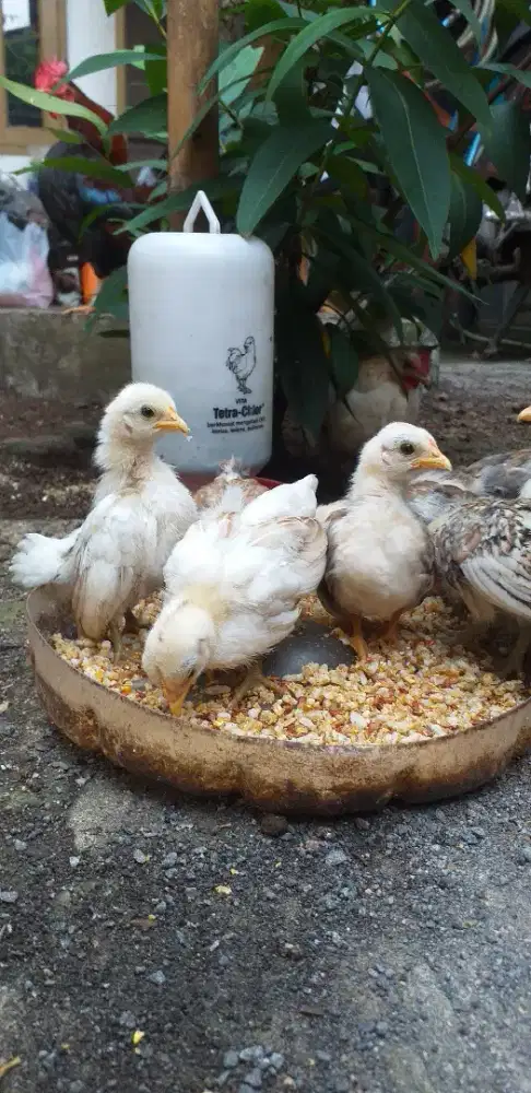 anakan ayam serama asli