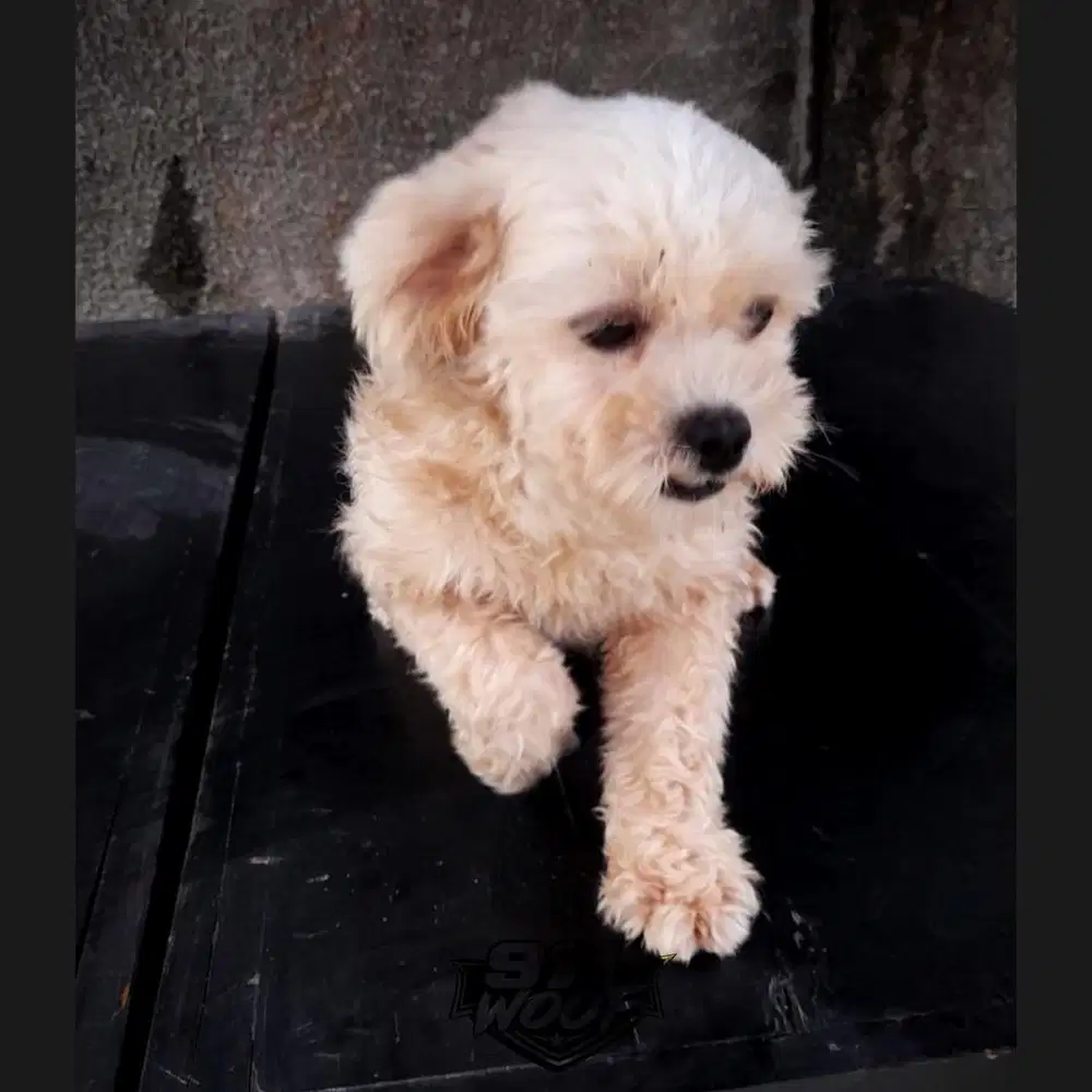FS : TOY POODLE BETINA NO STB