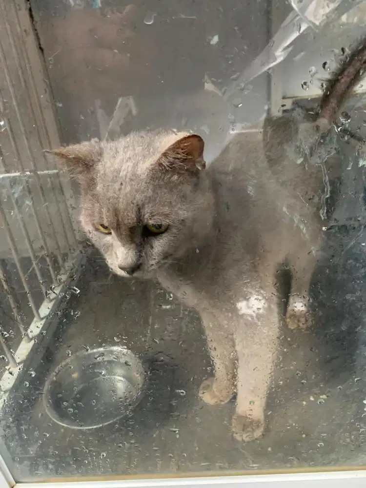 Kucing rusianblue