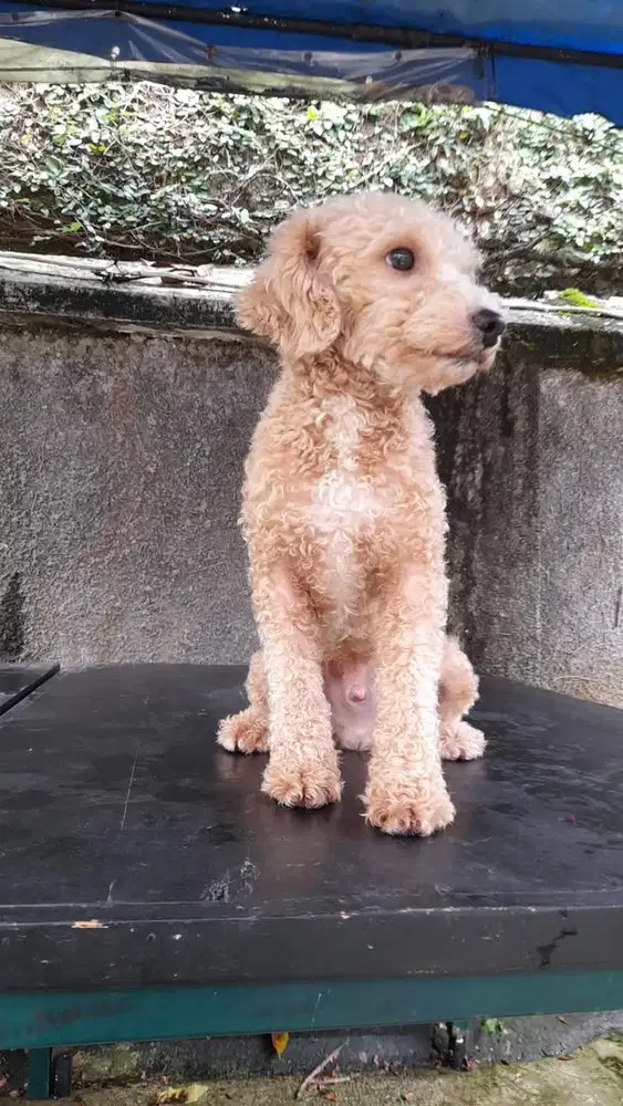 FS : TOY POODLE JANTAN NO STB