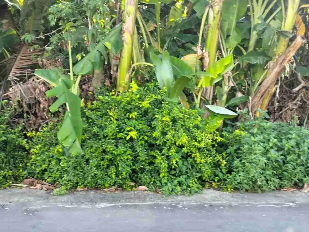 Tanah Pekarangan Strategis View Sawah dekat RS PKU Muhammadiyah, UMY & Calon Exit toll Gamping
