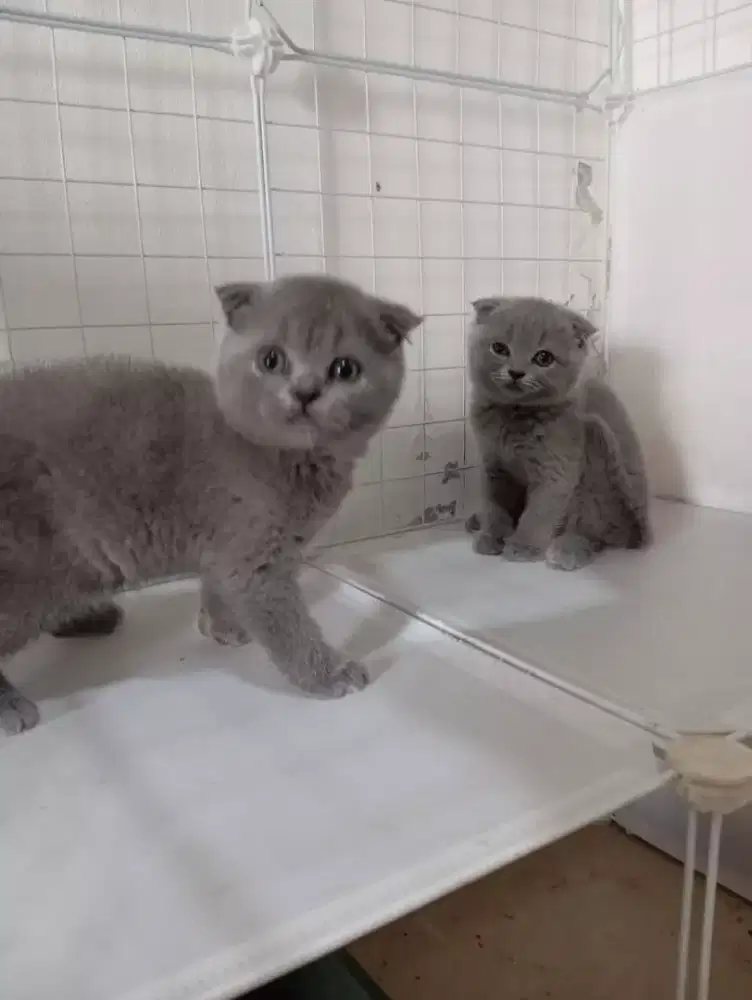 Kucing  Scottish fold 3 bulan jantan Dan betina