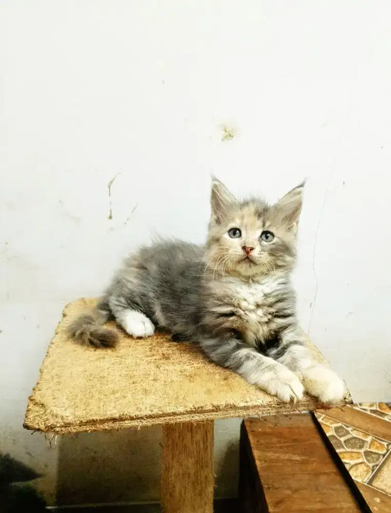 Kitten maineCoon Betina Pure No mix.