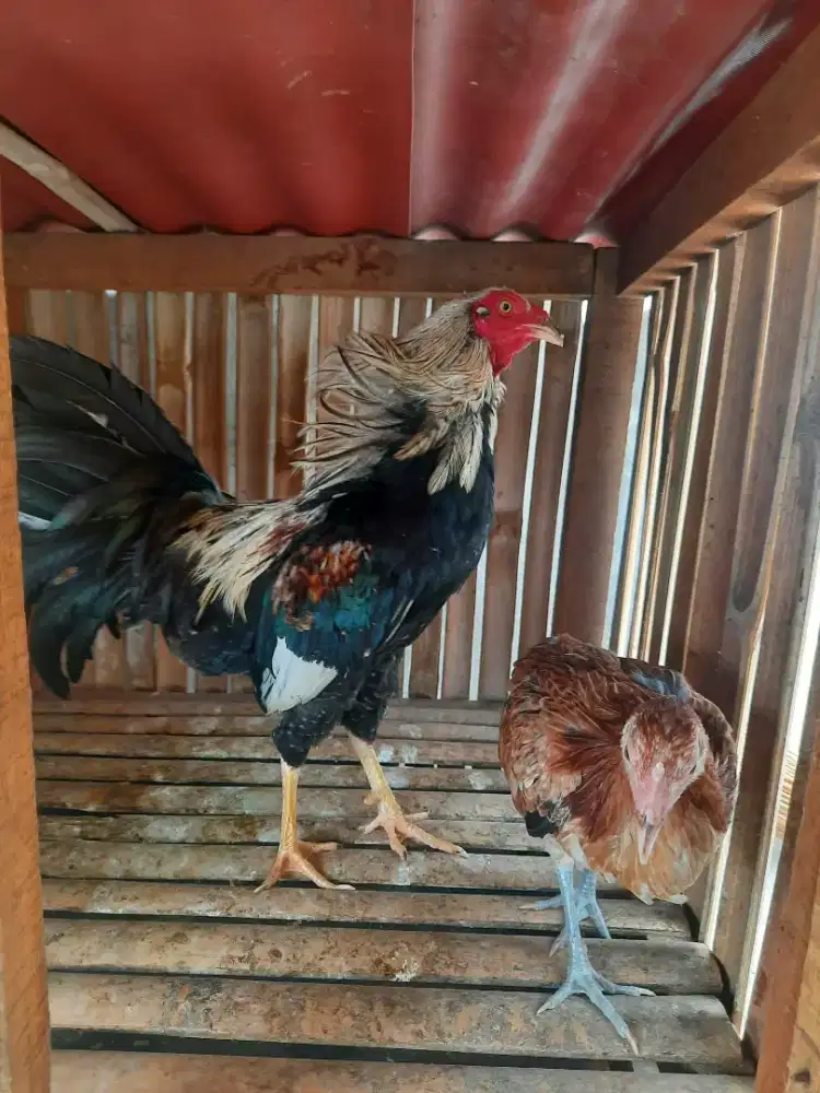 Ayam fillipina AK47 kaki geter  sepasang siap produksi..