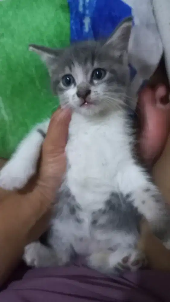 Kitten mix persia Abu Mata biru