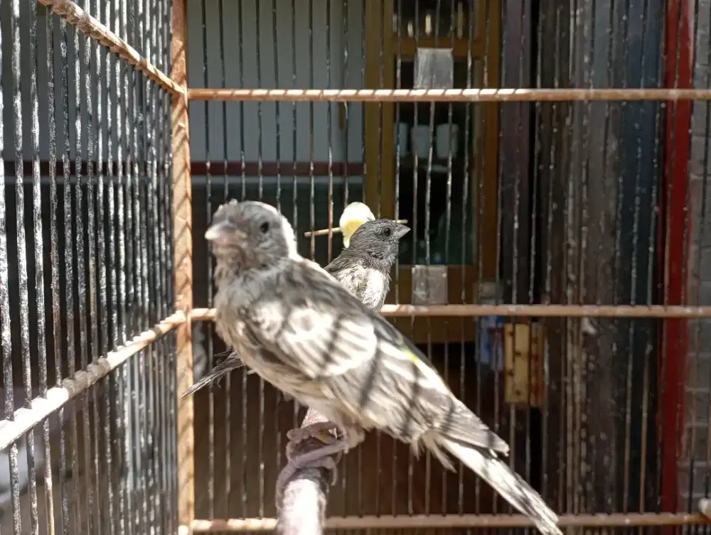 BURUNG BLACKTHROAT ANAK JANTAN