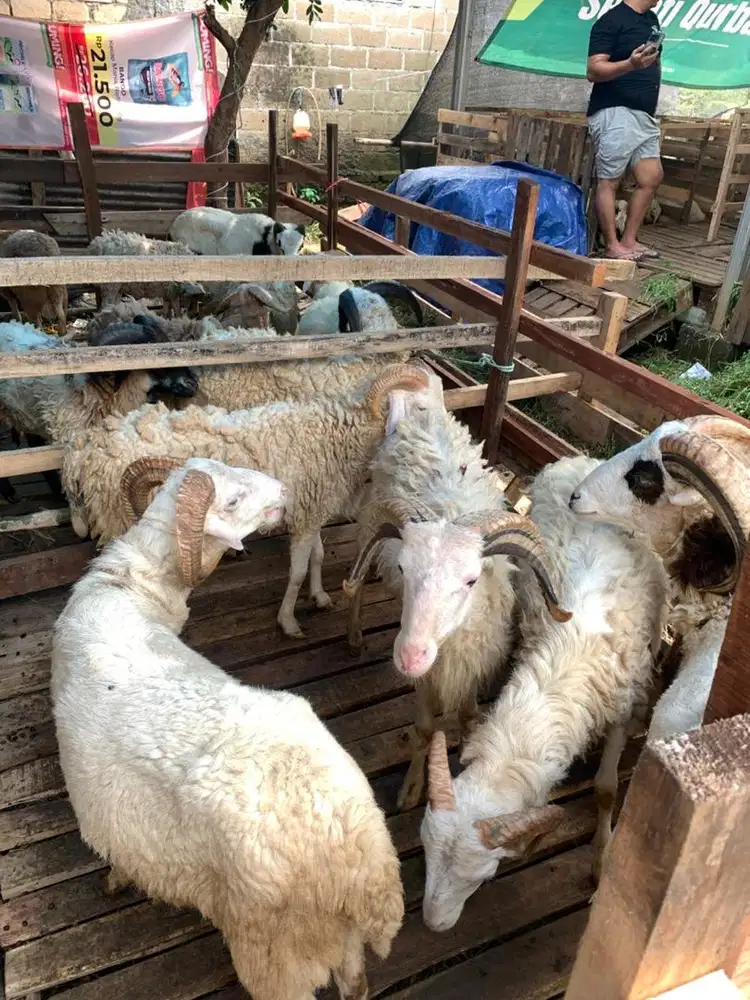 domba 2,5jutan siap kurban