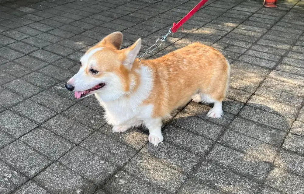 Corgi Betina 3,5 tahun