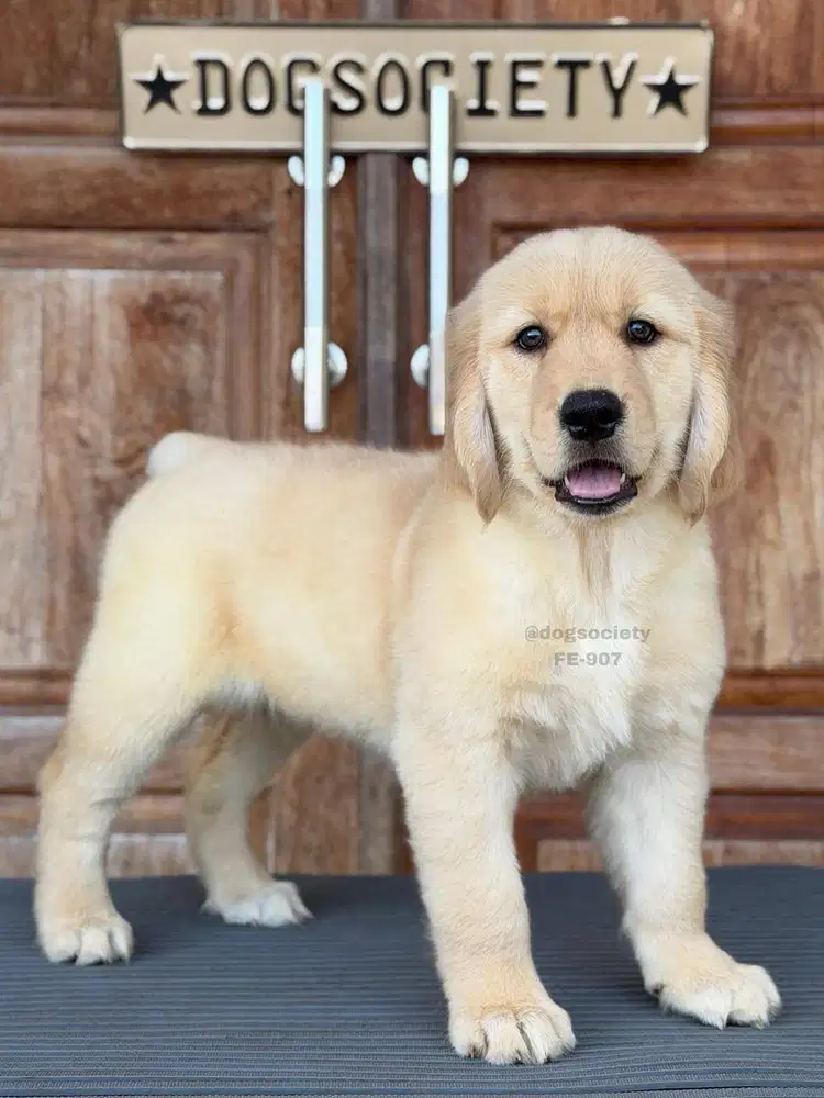 Golden Retriever Puppy Super Lucu