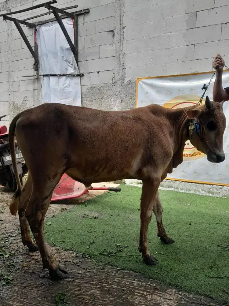 Sapi Hewan Kurban Harga Ekonomis