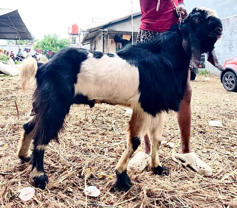 Kambing Qurban super istimewa