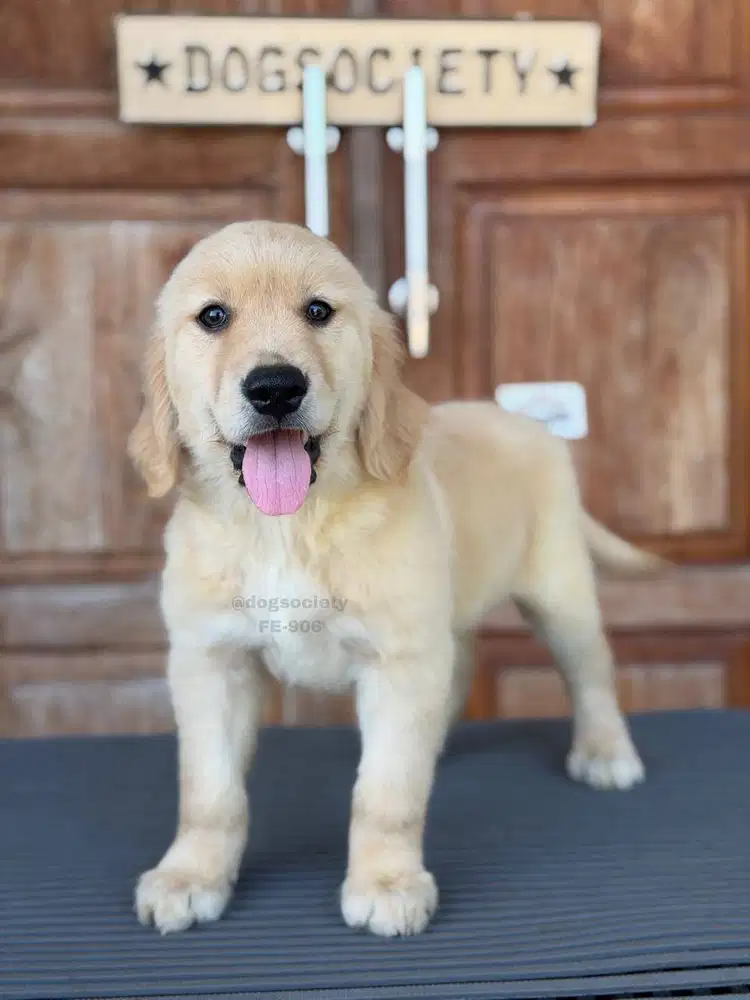 Golden Retriever Imut dan Aktif