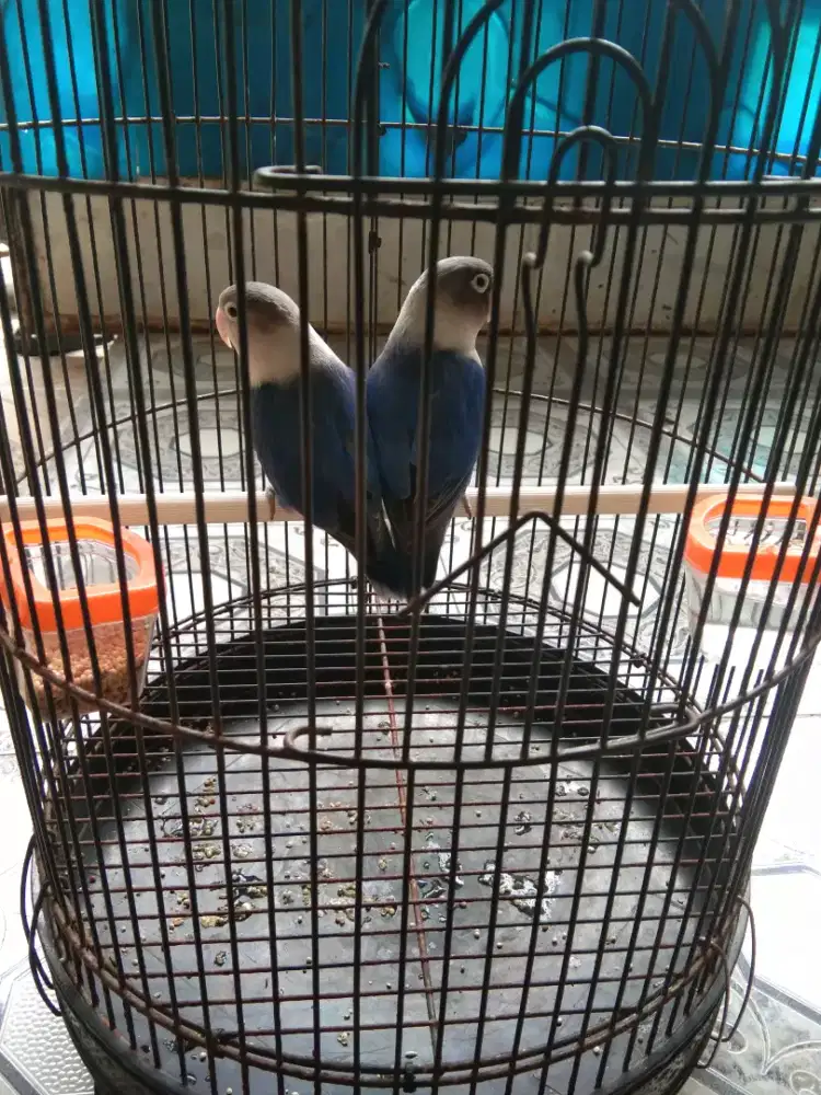 Lovebird sepasang