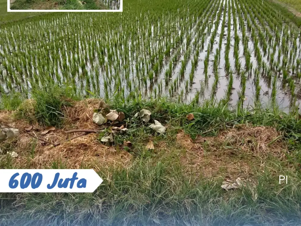 Dijual Sawah panen 3x Di Nangsri Kebakkramat Karanganyar
