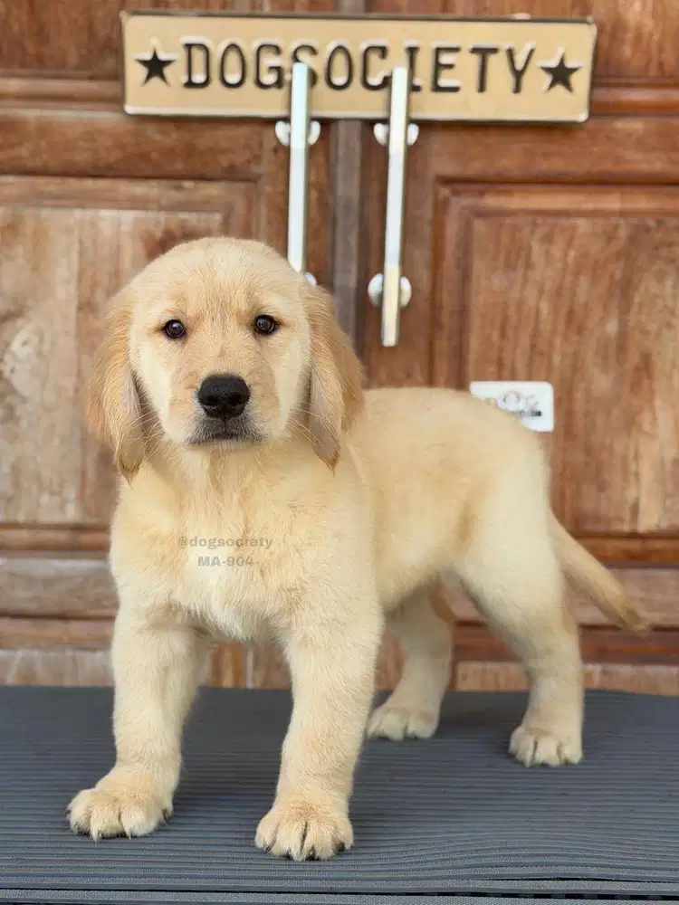 Golden Puppy Fluffy dan Gemas