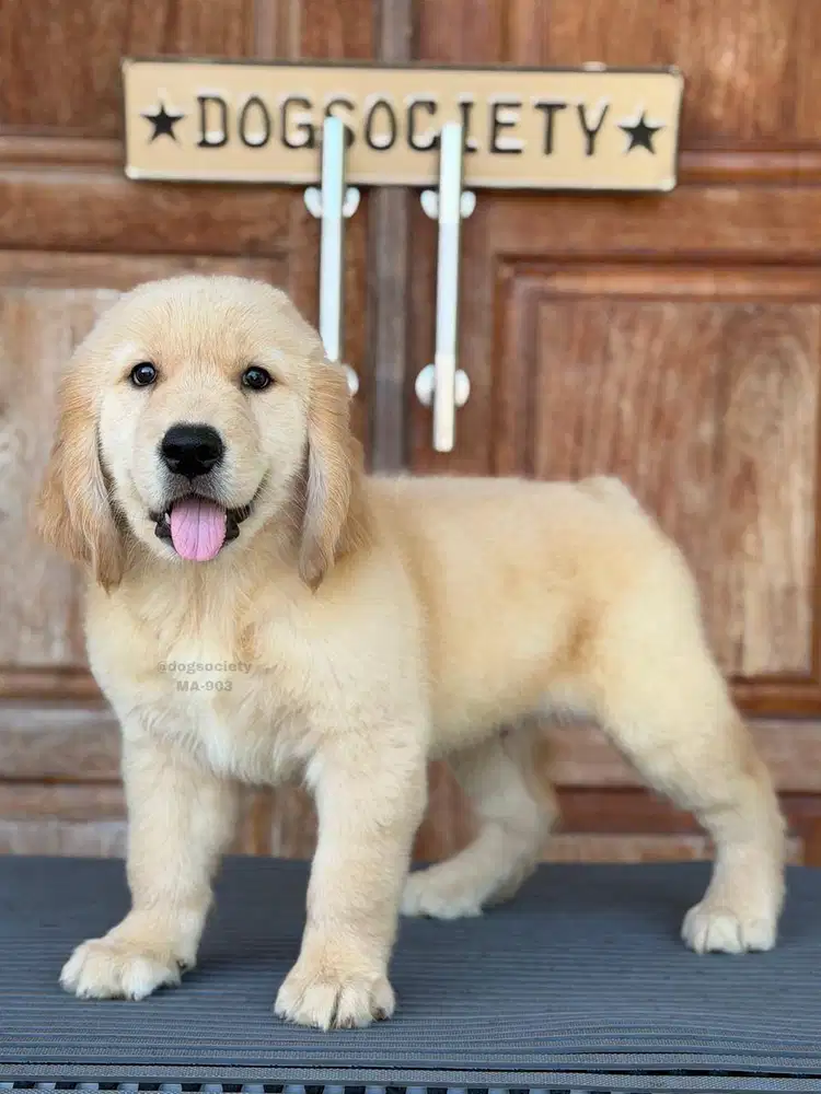 Golden Retriever Sehat dan Ceria