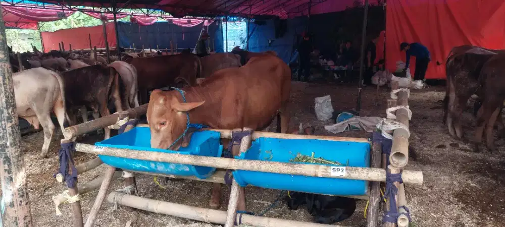 Hewan Qurban Harga Mulai 23 jt Sapi Dan Domba