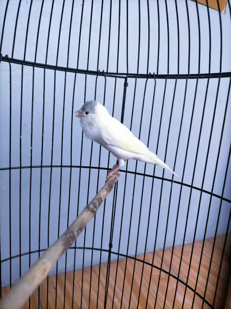 Burung Kenari Putih Rajin