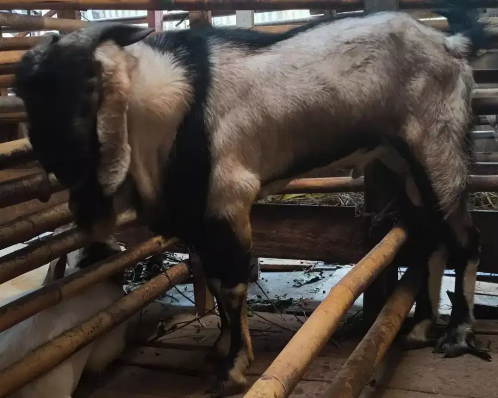 Kambing jawa buat kurban murah super besar cocok untuk qurban