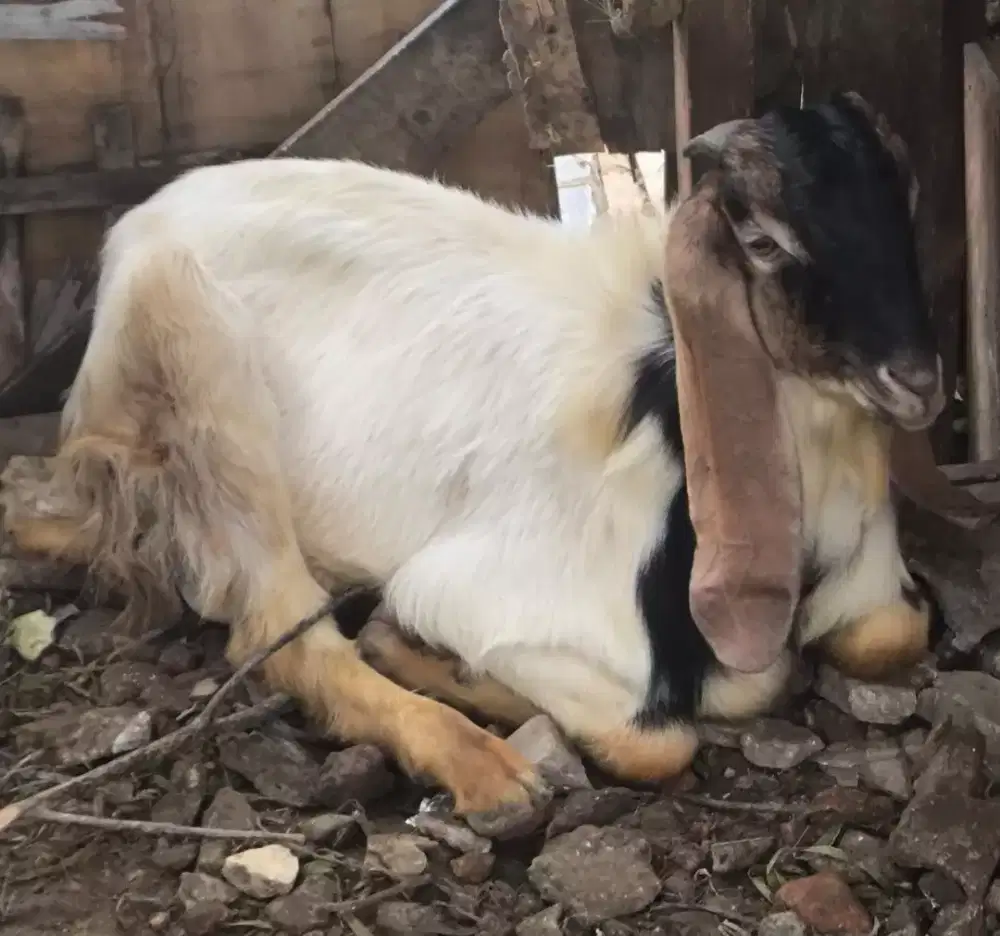 Jual kambing kurban murah bisa dianter dan dititip untuk qurban murah