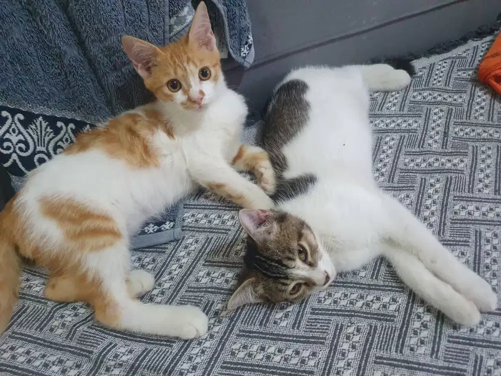Open Adopt 2 Kucing Gratis