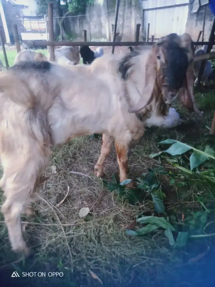 Jual hewan qurban