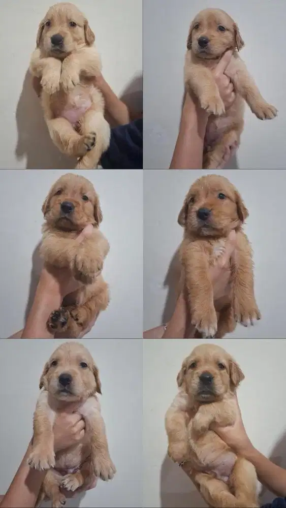 Anak Anjing Golden Retriever