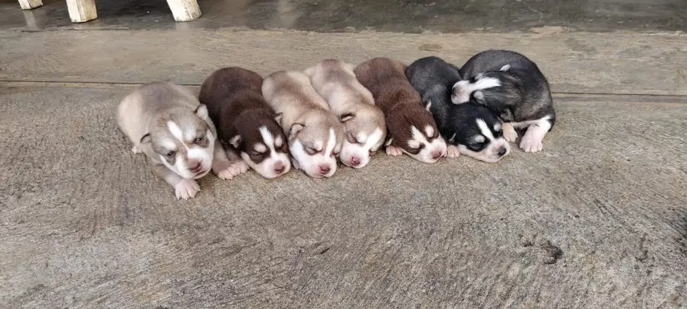 Anak anjing Siberian Husky