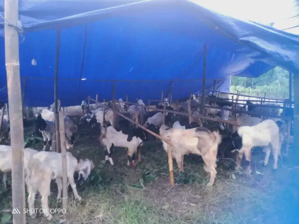 Jual hewan qurban