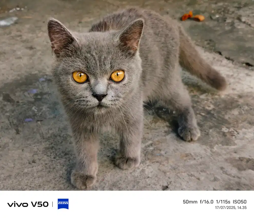 Kucing BSH jantan