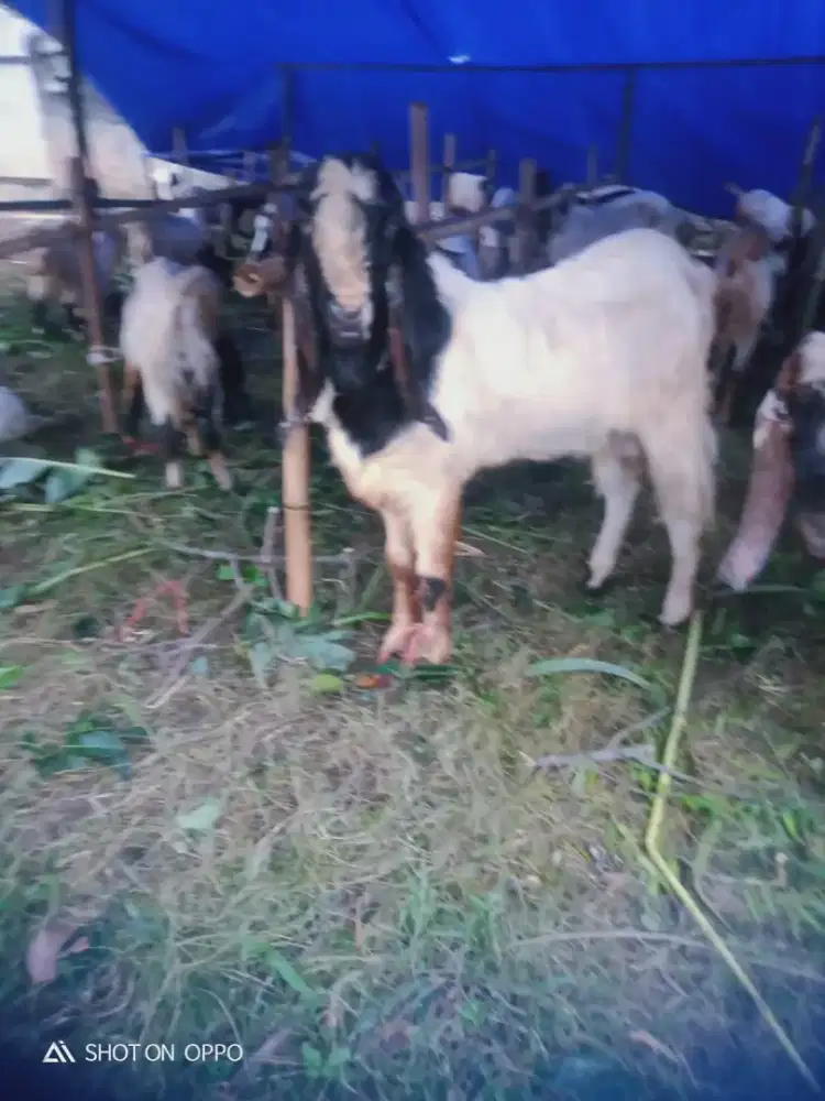 Jual hewan qurban