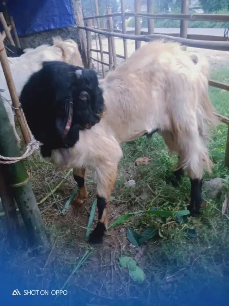 Jual hewan qurban