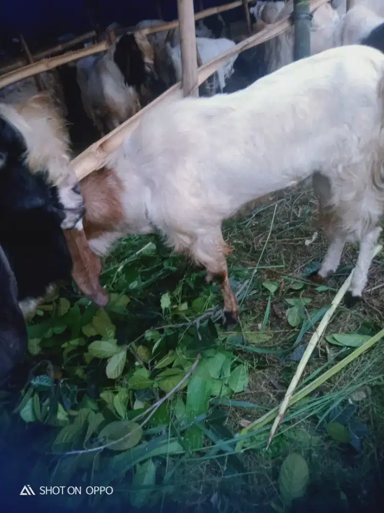 Jual hewan qurban