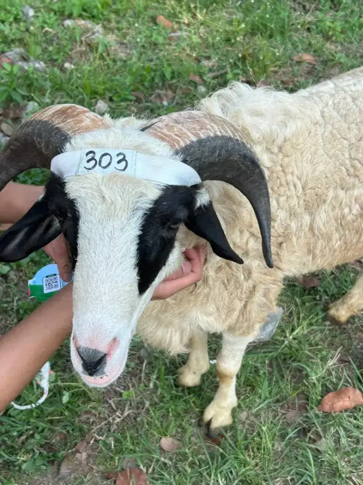 Domba siap qurban