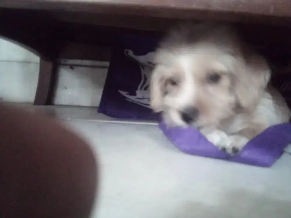 Puppy ras kecil& lucu