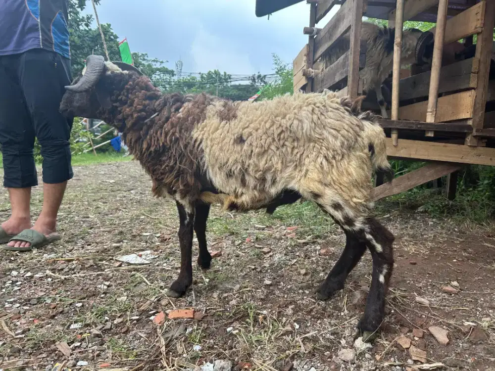 Domba siap qurban