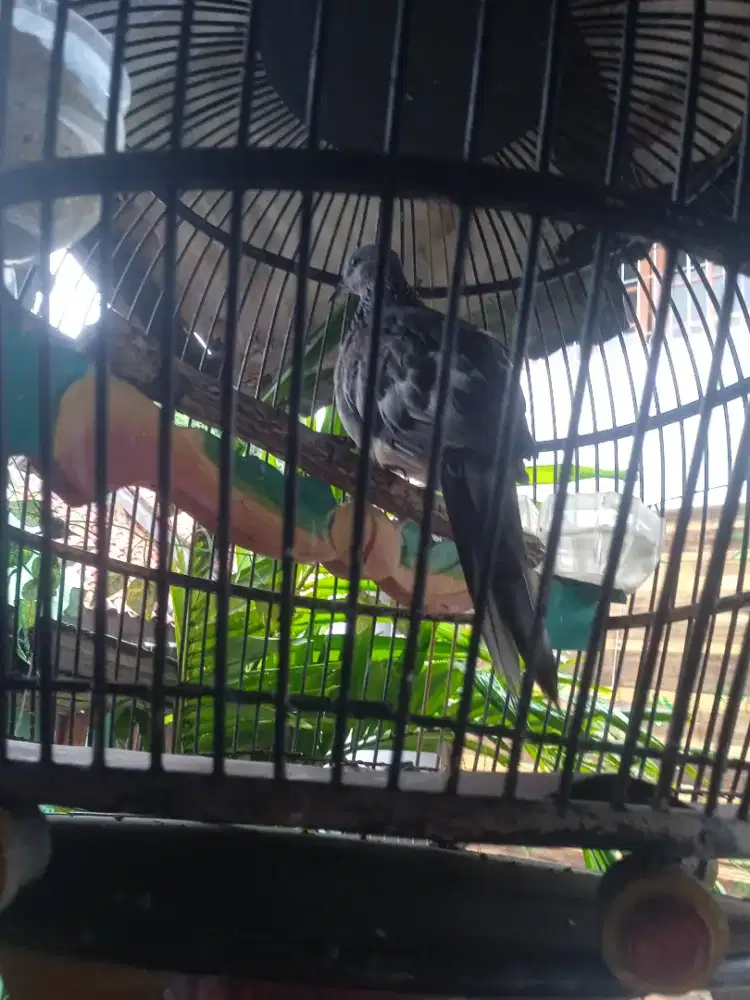 Burung tekukur leopard kuk 3
