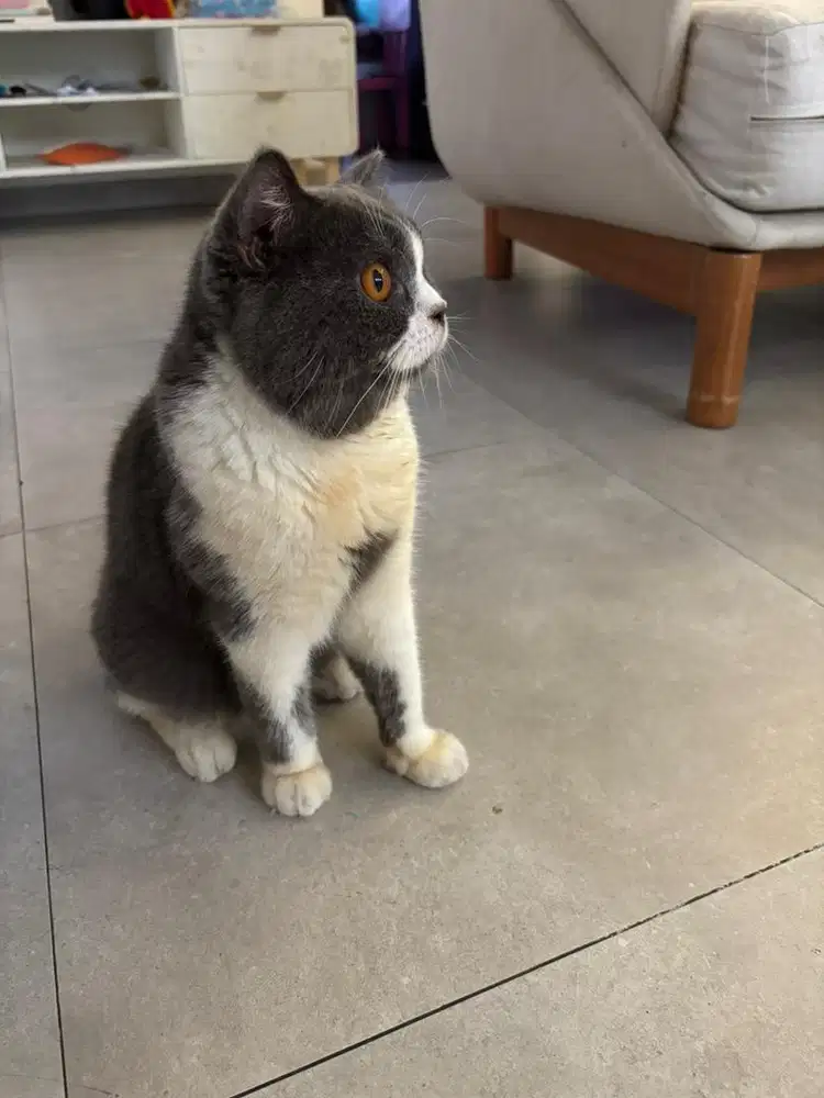 Bsh bicolor non ped