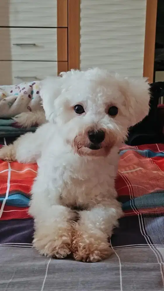 Jual Anjing Bichon Frise