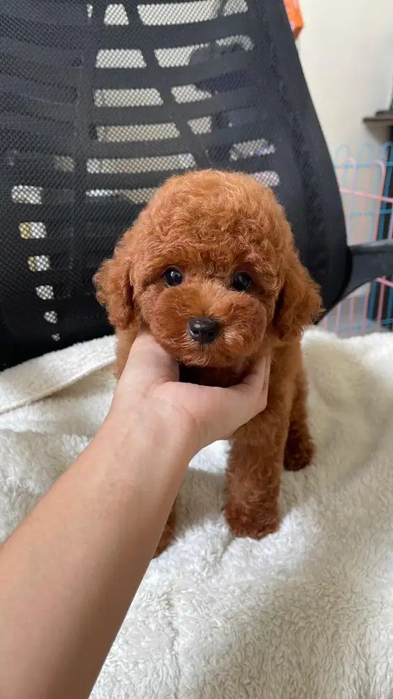 Red Toy Poodle Puppy