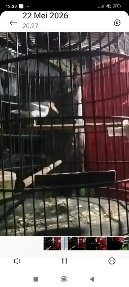 Jalak suren gacor