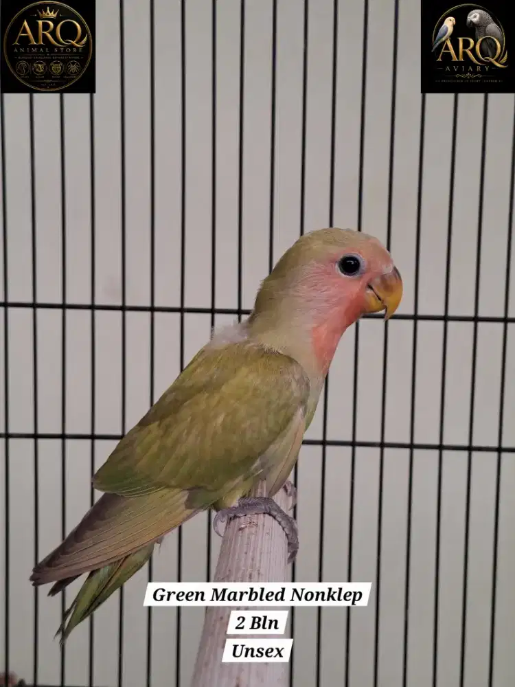 (PROMO) Lovebird Paud Nonklep Green Marbled