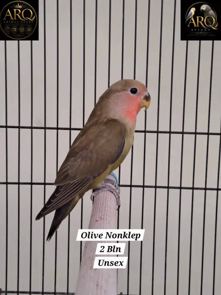 (PROMO) Lovebird Paud Nonklep Olive