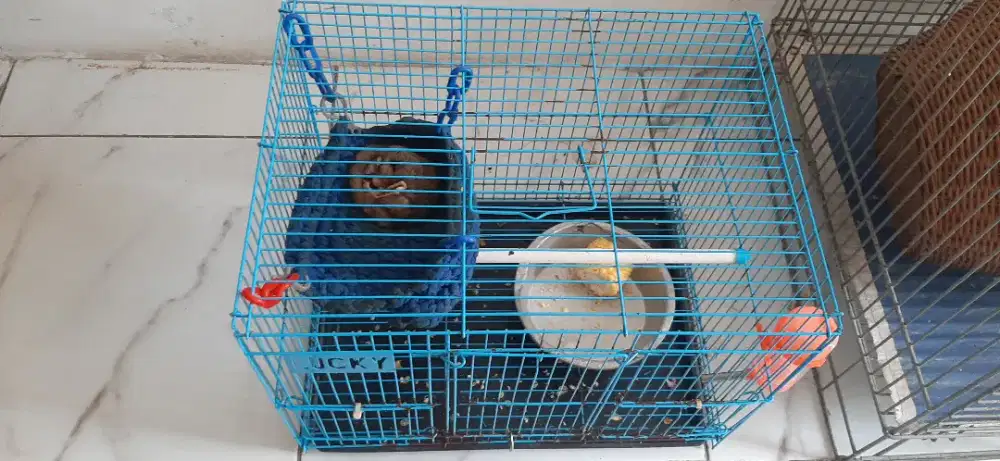 Di jual sulger gilder sangat jinak