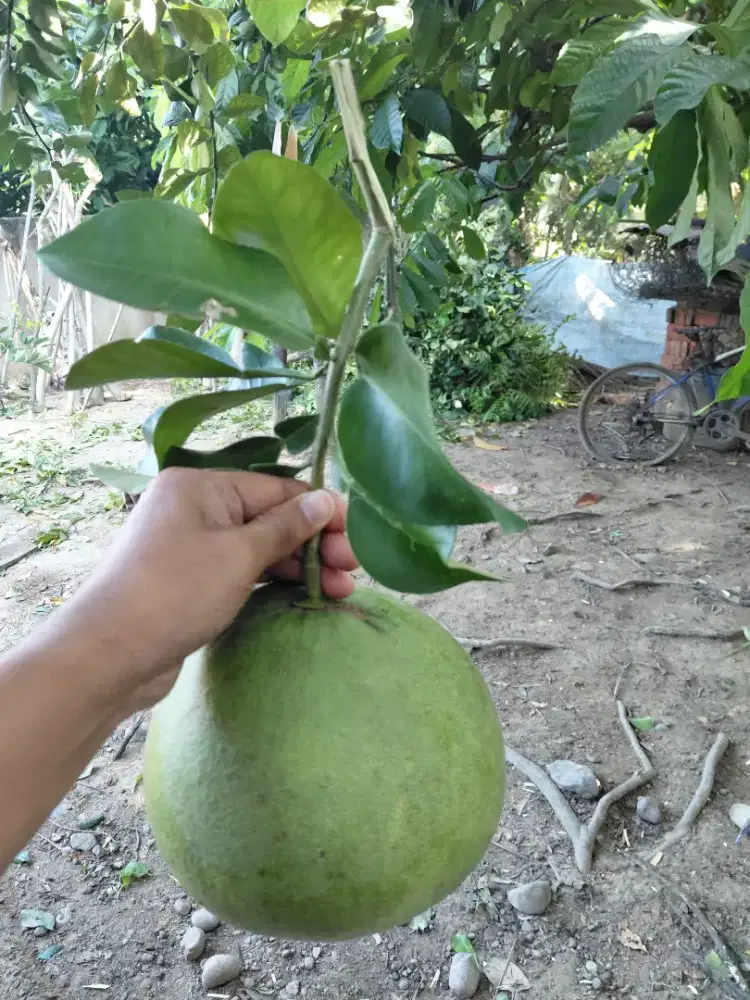 Jeruk Bali Manis