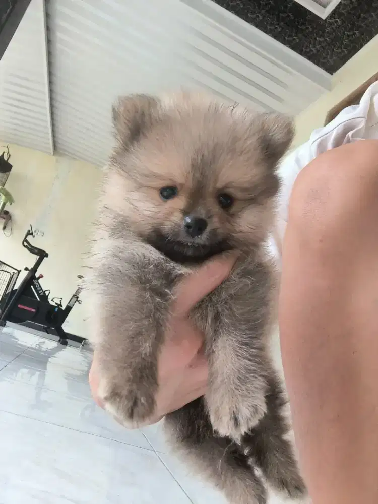 Pomeranian Jantan