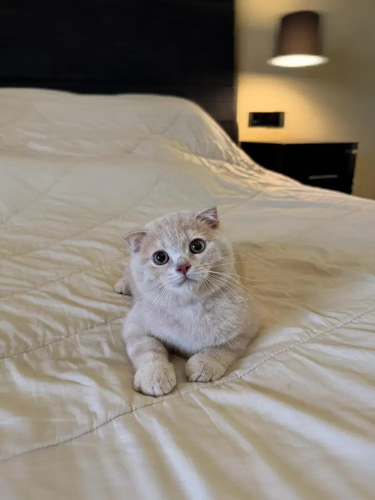Kucing Scottish Fold MALE SF BSH