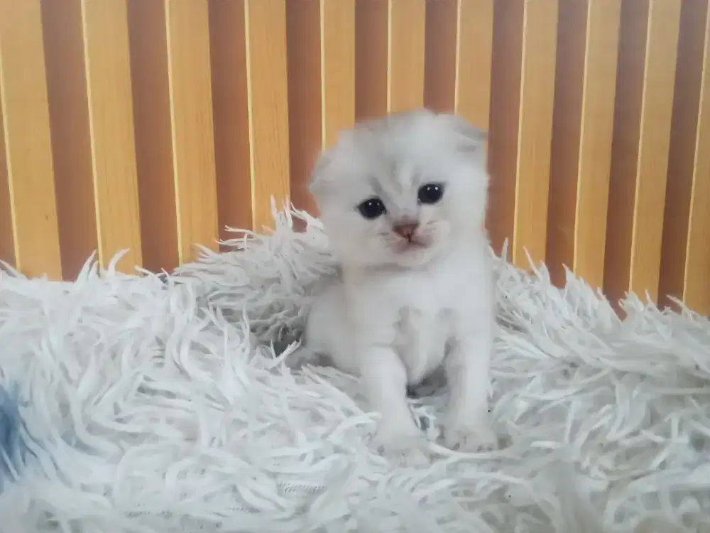 Kucing scottish fold silver tripel betina