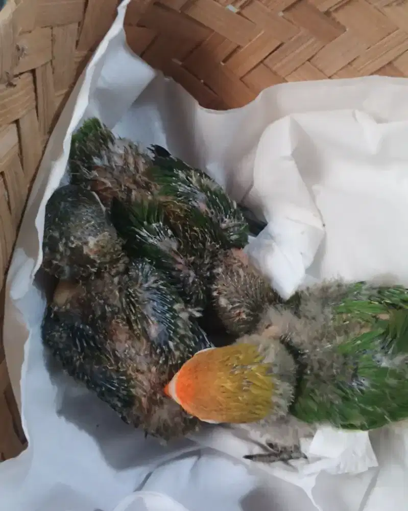 Lolohan Lovebird