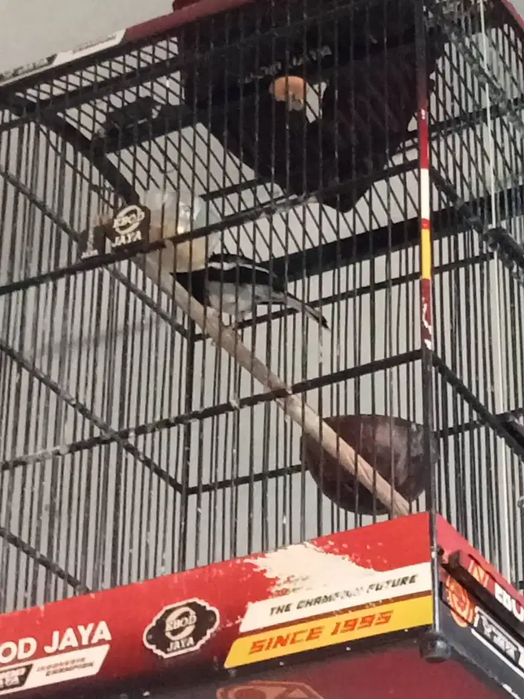 Burung kenari & kacer